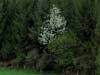 Arbre blanc "perdu" en Auvergne